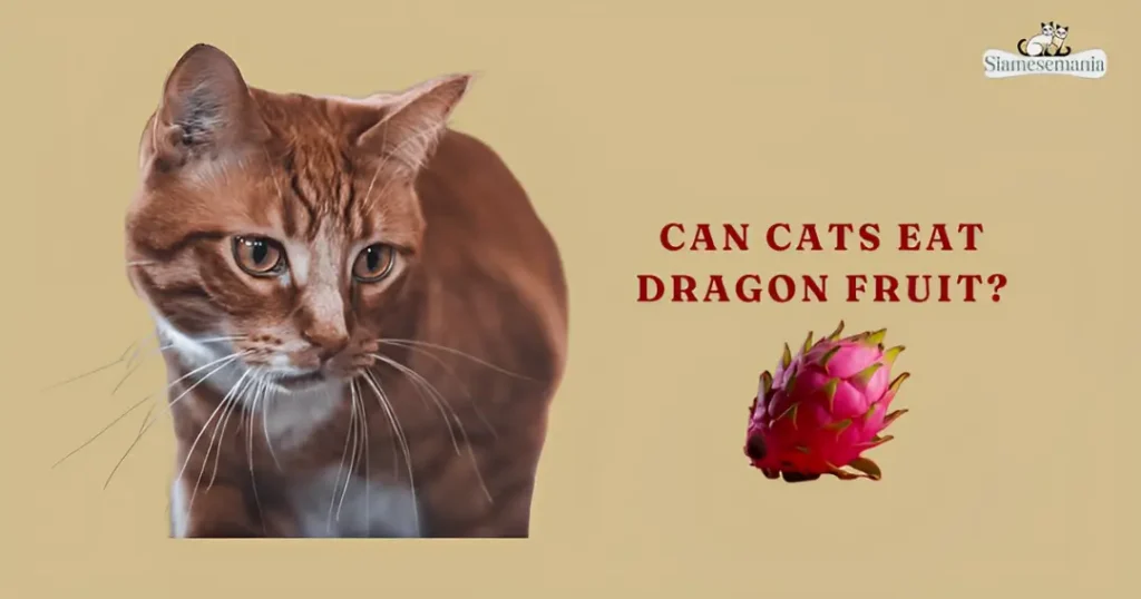 Can Cats Eat Dragon Fruit
