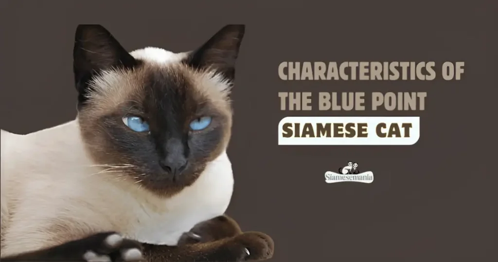 Characteristics of the Blue Point Siamese Cat