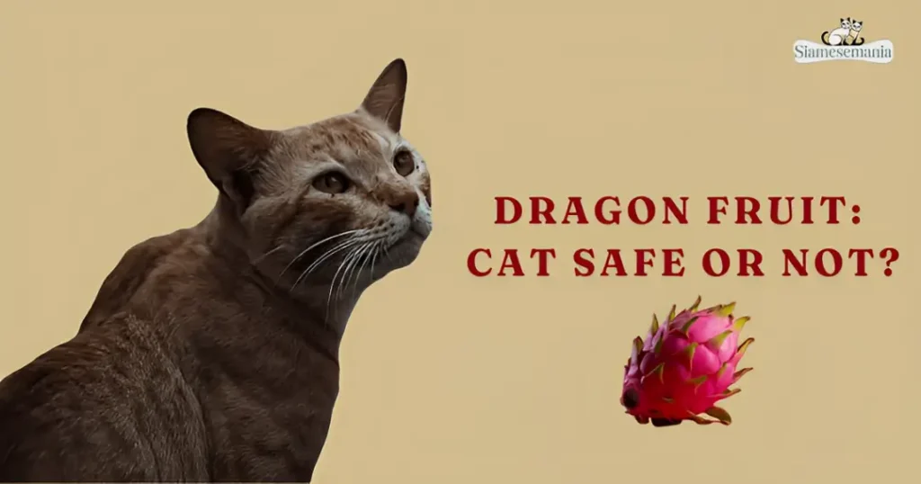 Health Benefits of Dragon Fruit vs. Cat Dietary Needs
