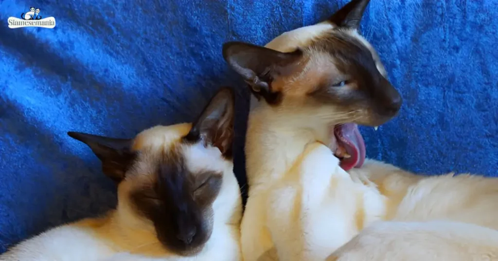 How to Handle Excessive Vocalization in Siamese Cats