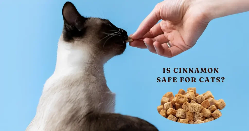 Is Cinnamon Safe for Cats?