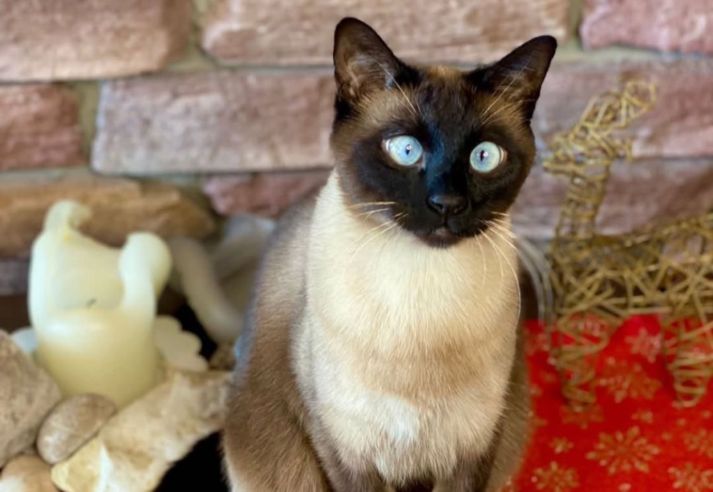 black siamese cat


