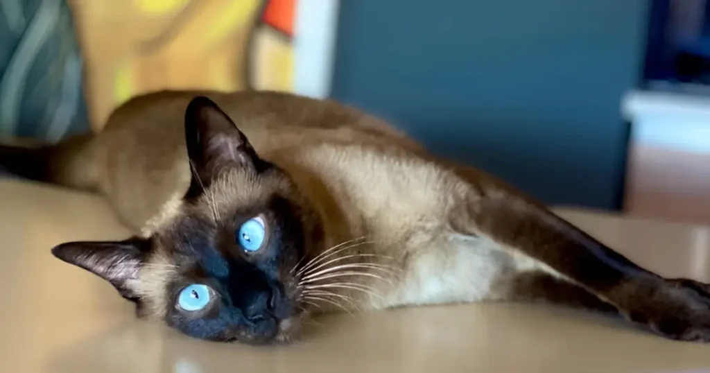 black siamese cat

