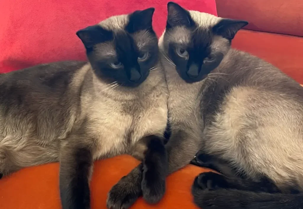 black siamese cat

