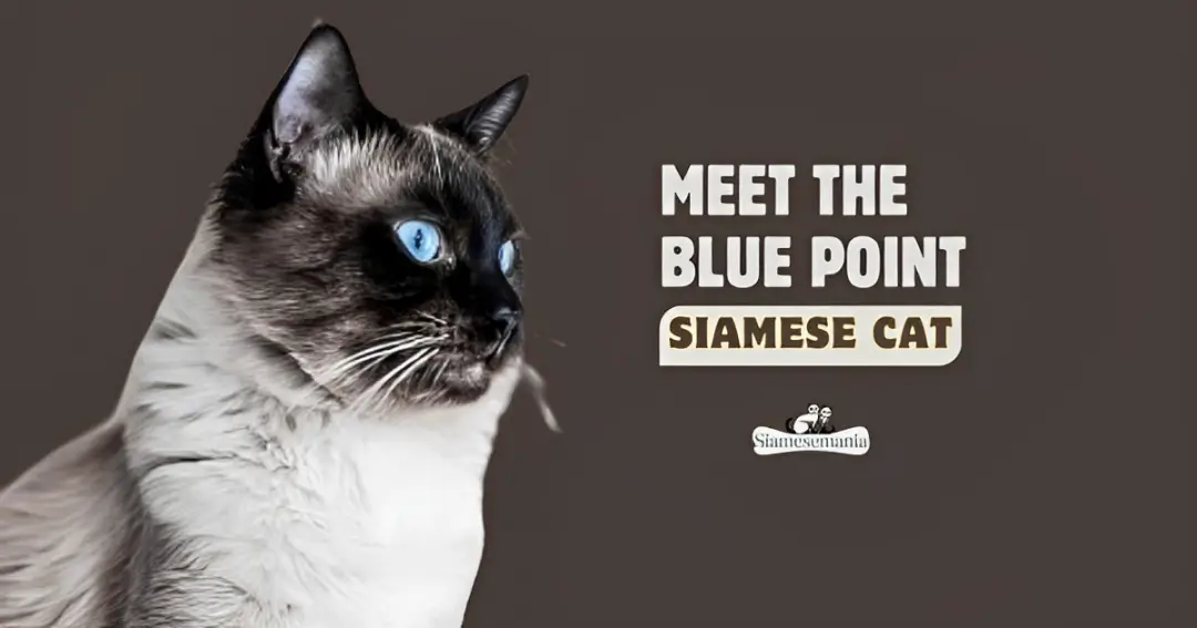 Meet the blue point siamese