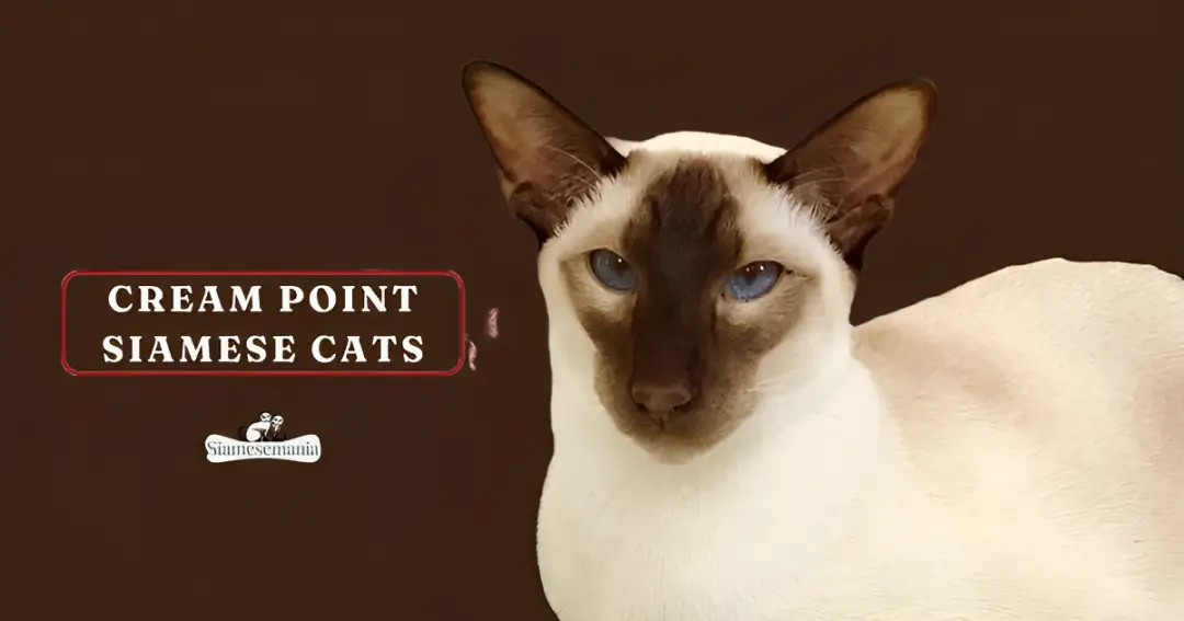 cream point siamese cats