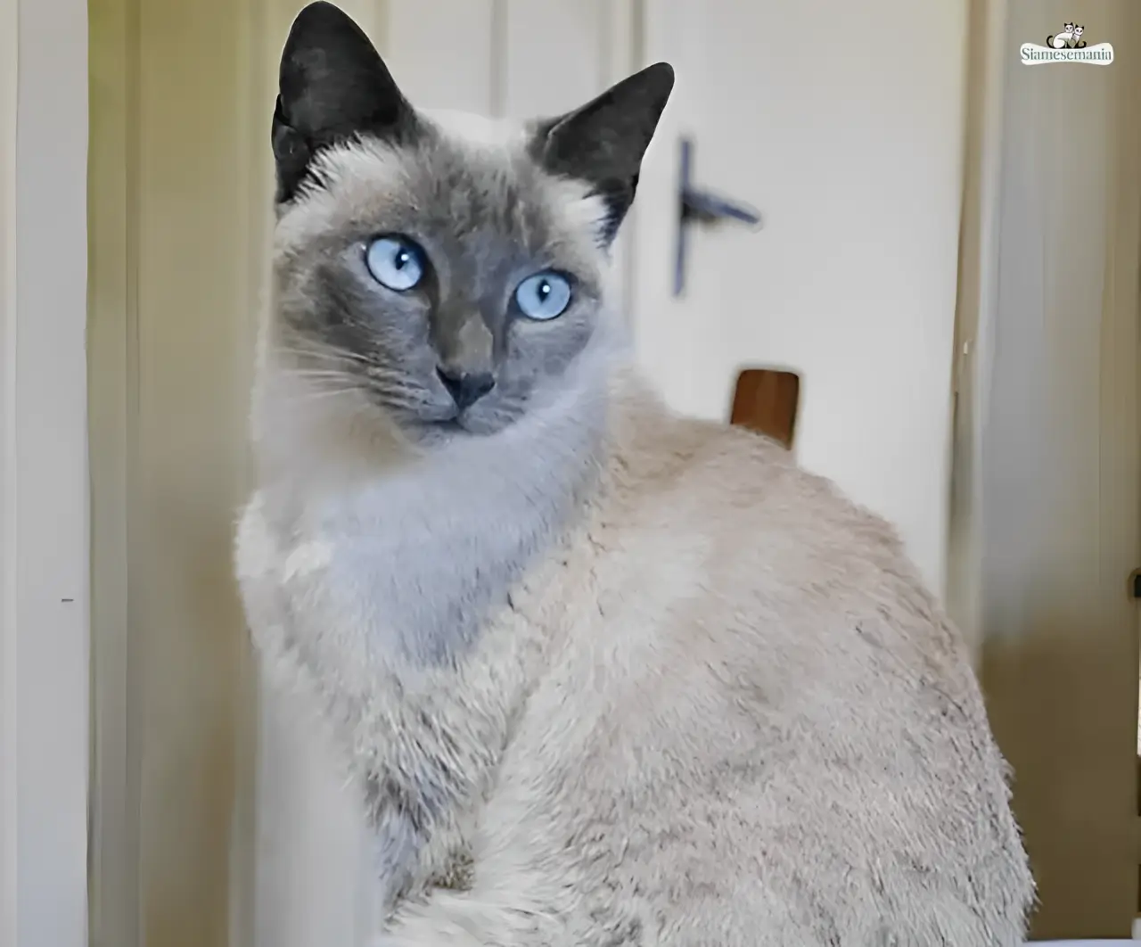 lilac point siamese