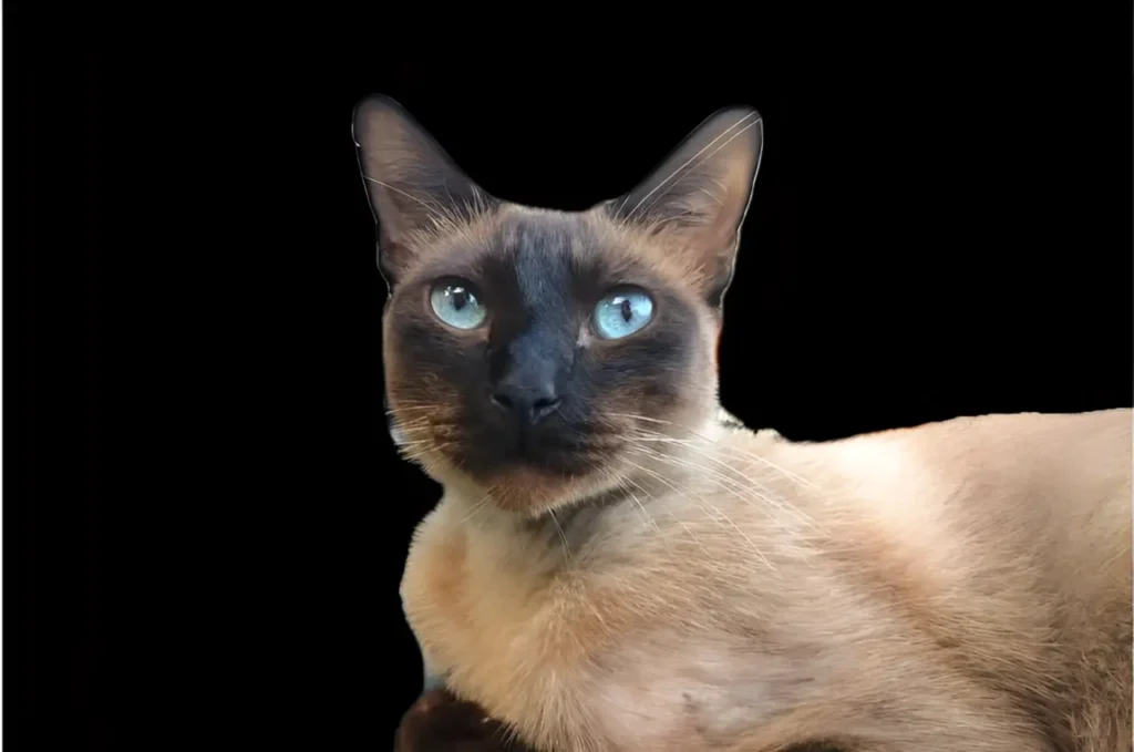 tortie point siamese cat

