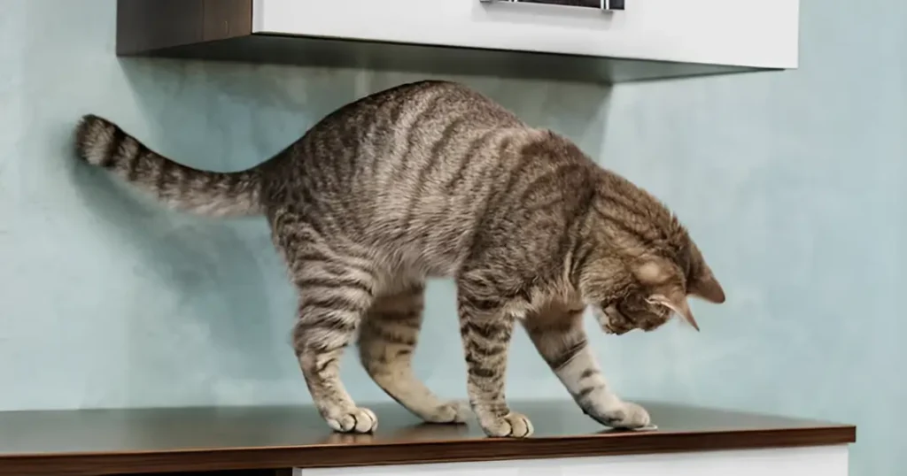 why do cats tails puff up

